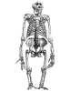 Australopithecus's Avatar