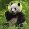 Pandamonium