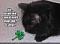 shamrock