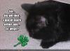 shamrock's Avatar