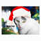 TheCatsMeow