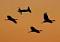 Flying Squid with Goggles's Avatar