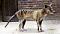 thylacine