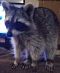 Meeko's Avatar